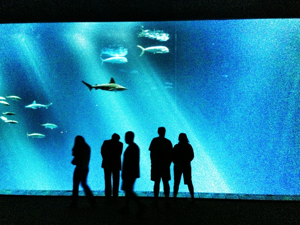 Monterey Bay Aquarium